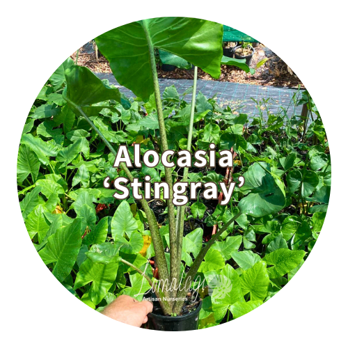 Alocasia