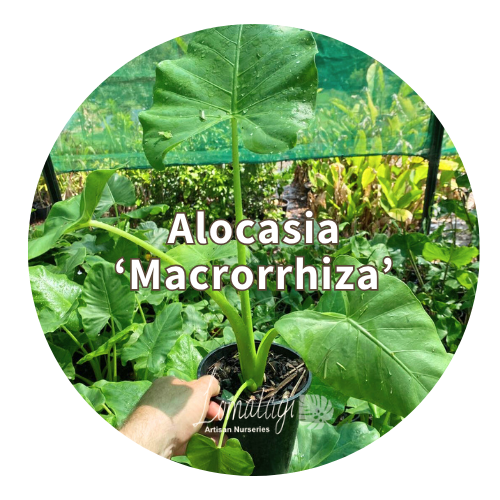 Alocasia