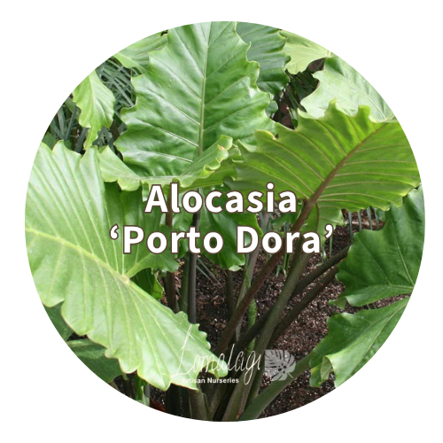 Alocasia