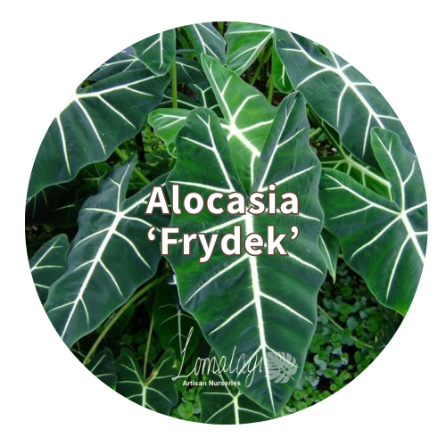 Alocasia