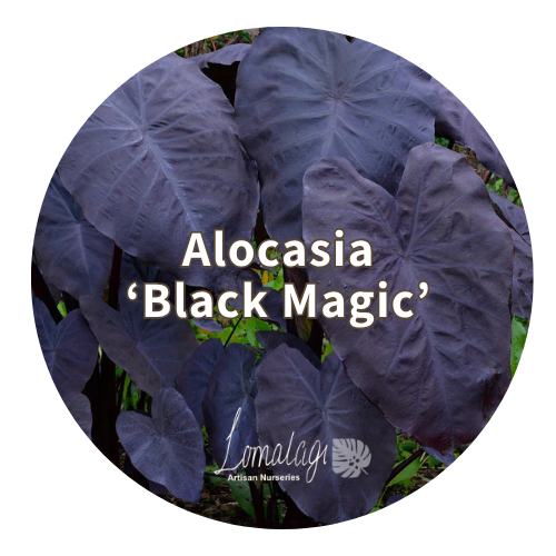 Alocasia