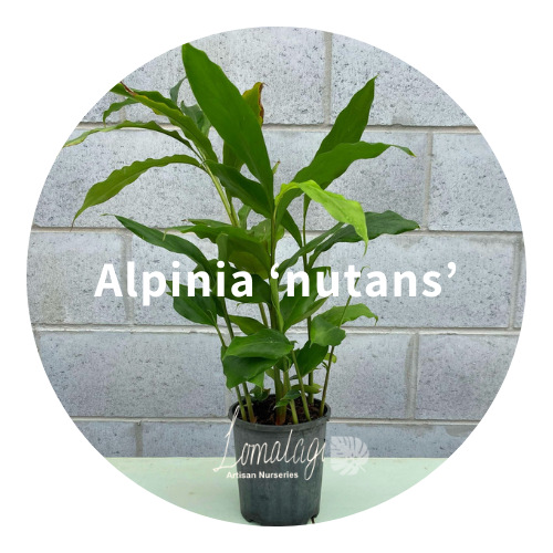 Ornamental Ginger's - Alpinia