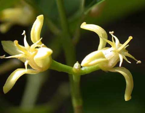 Acronychia imperforata