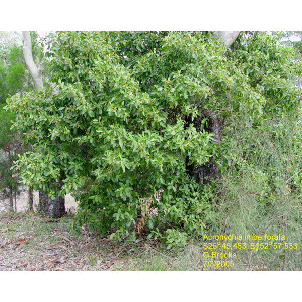 Acronychia imperforata