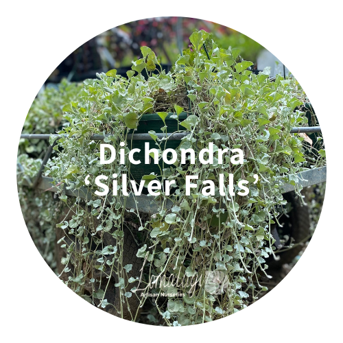 Dichondra Silver Falls