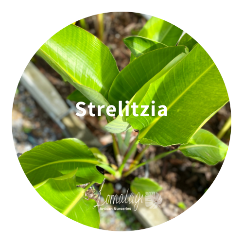 Strelitzia