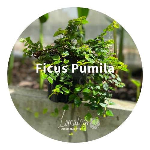Ficus Pumila