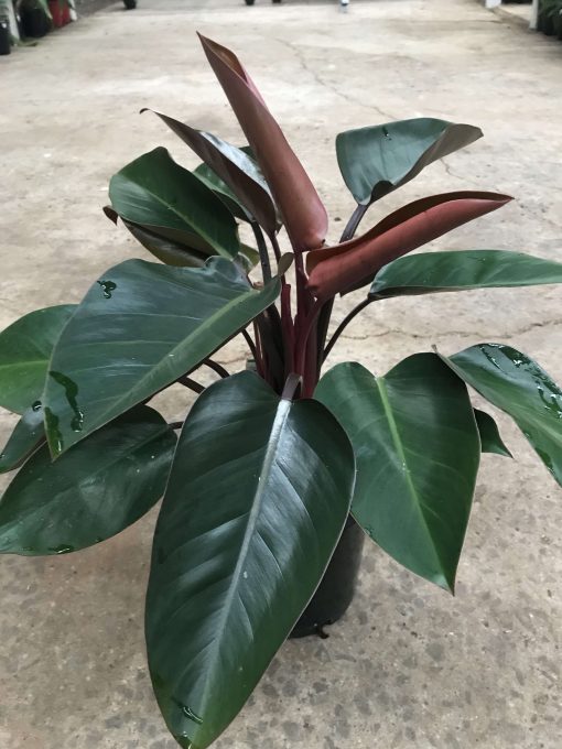 Philodendron