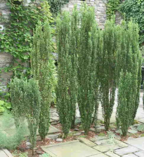 Ilex Crenata 'Sky Pencil'