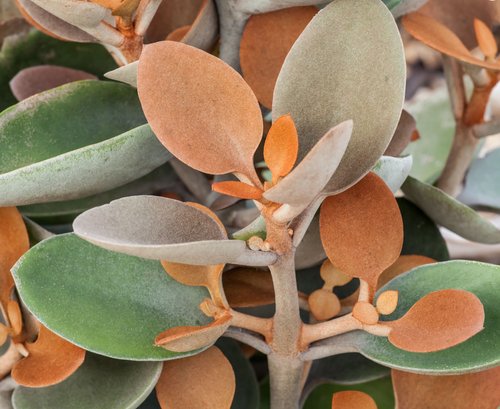 Copper Spoons (Kalanchoe orgyalis)