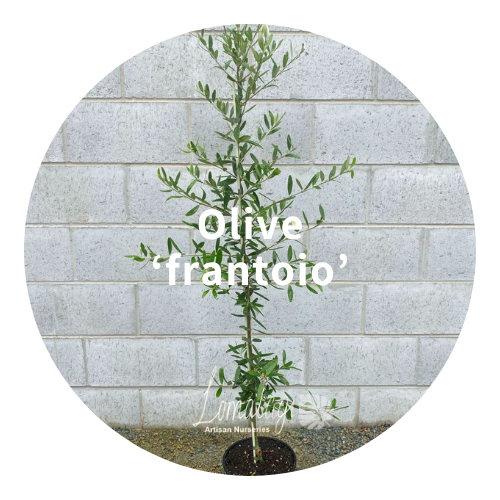 Olive Tree