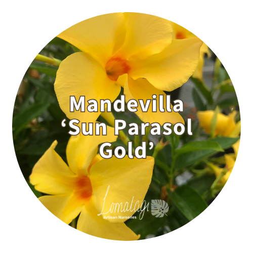 Mandevilla