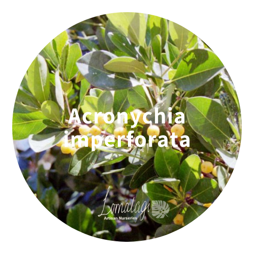 Acronychia imperforata