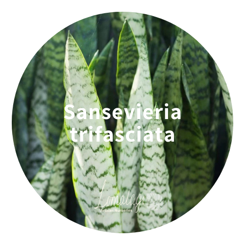 Sanseveria