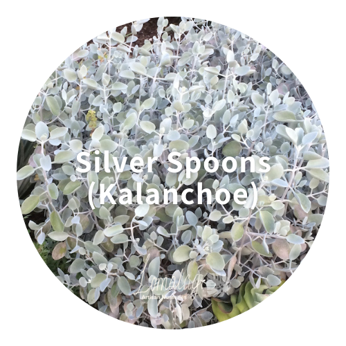 Silver Spoons (Kalanchoe)