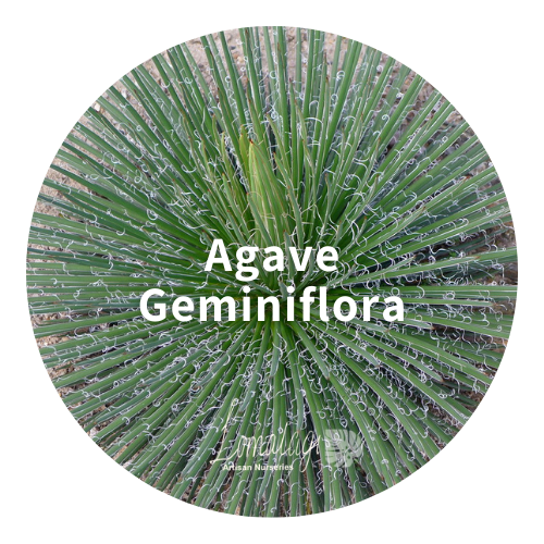 Agave Geminiflora