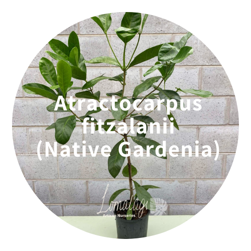 Atractocarpus fitzalanii (Native Gardenia)