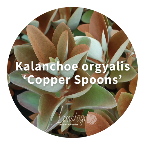 Copper Spoons (Kalanchoe orgyalis)