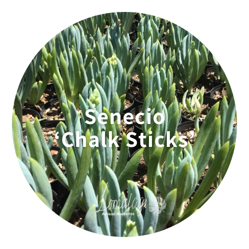Chalk Sticks