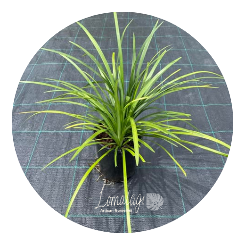 Liriope Evergreen Giant