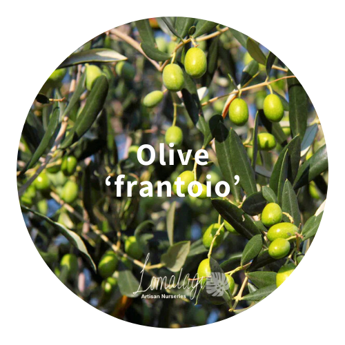 Olive Tree