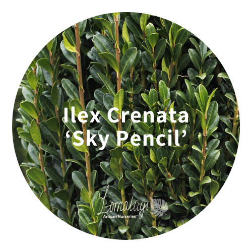 Ilex Crenata 'Sky Pencil'