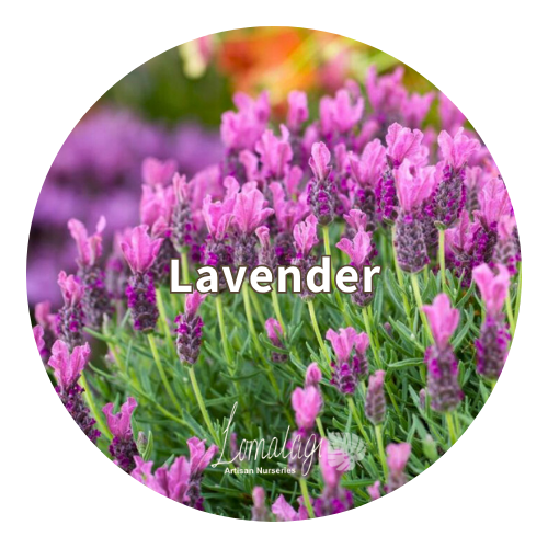 Lavender (Lavandula)