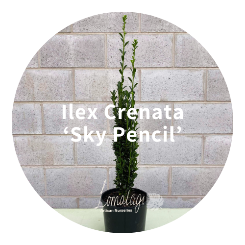 Ilex Crenata 'Sky Pencil'