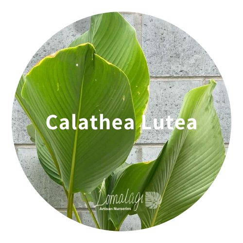 Calathea Lutea
