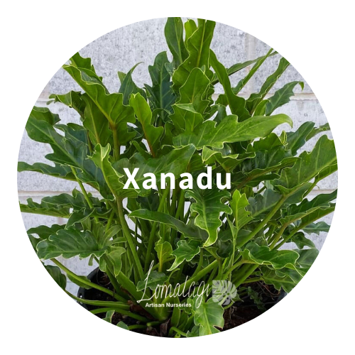Xanadu