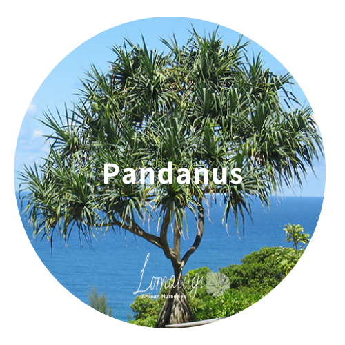 Pandanus