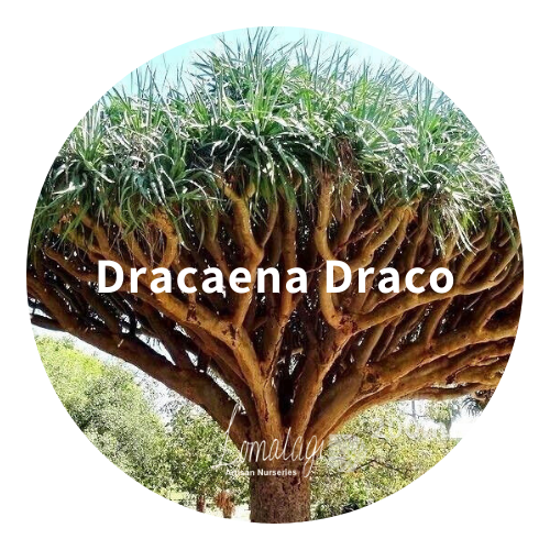 Dracaena Draco