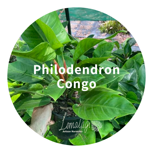 Philodendron