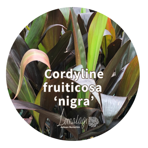 Cordyline fruiticosa