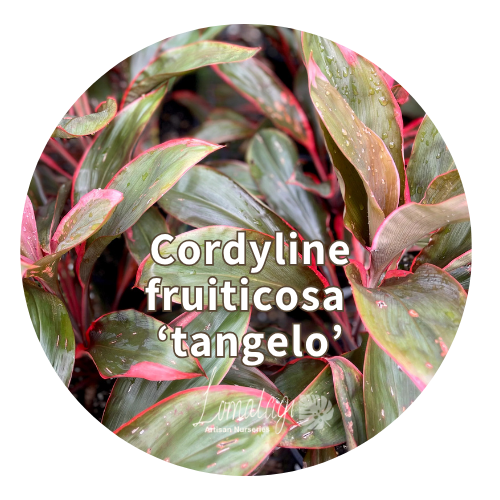 Cordyline fruiticosa