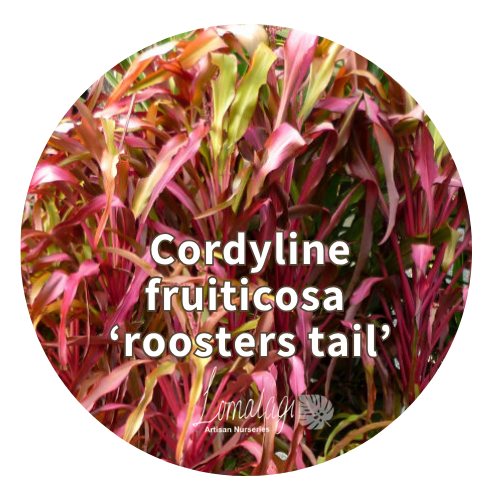 Cordyline fruiticosa