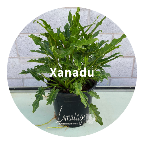 Xanadu