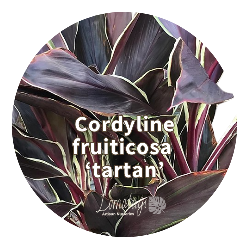 Cordyline fruiticosa