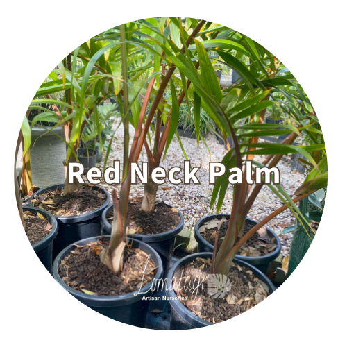 Red Neck Palm