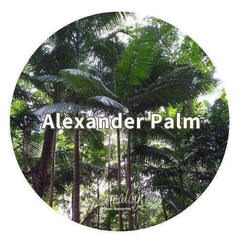 Alexander Palm