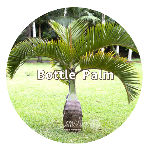 Bottle Palm