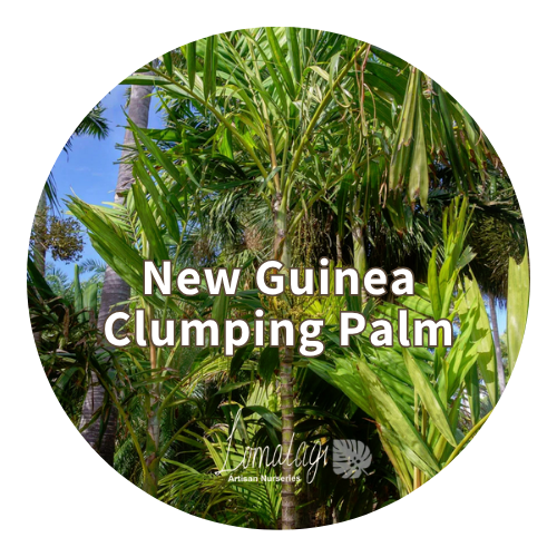 New Guinea Clumping Palm