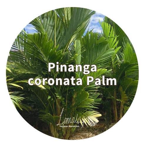 Pinanga Coronata Palm