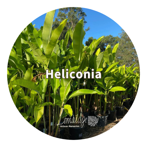 Heliconia