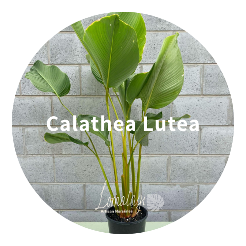 Calathea Lutea