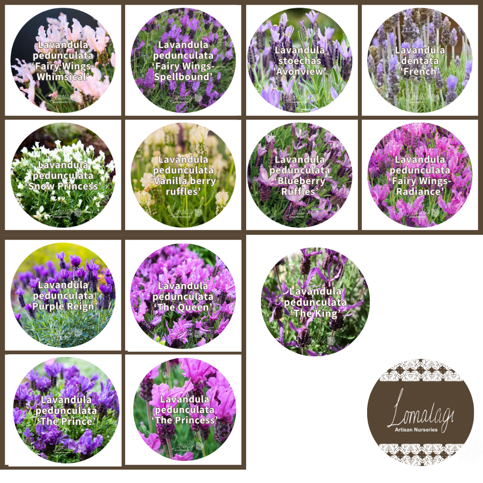Lavender (Lavandula)