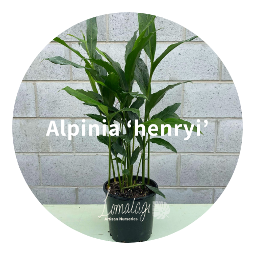 Ornamental Ginger's - Alpinia