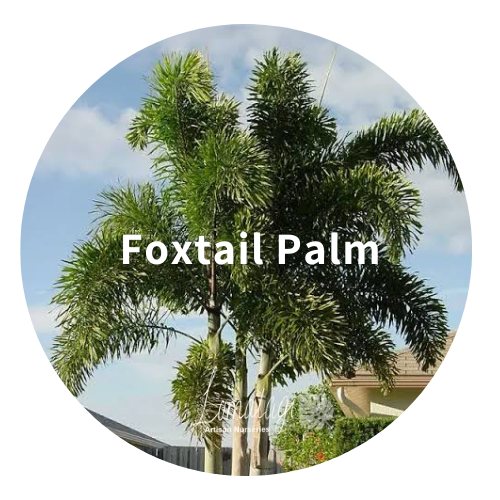 Palm Trees