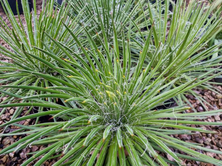 Agave Geminiflora