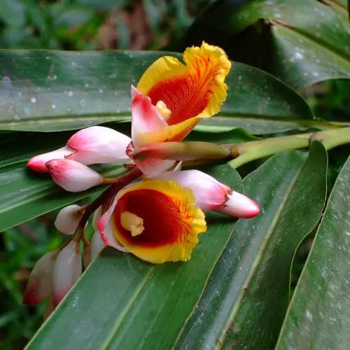 Ornamental Ginger's - Alpinia